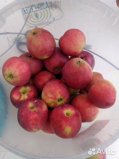 Яблоки свежие деревенские