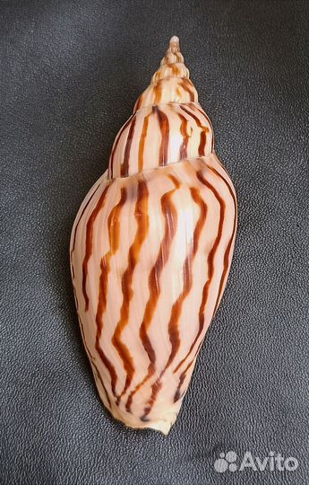 Морские ракушки раковины