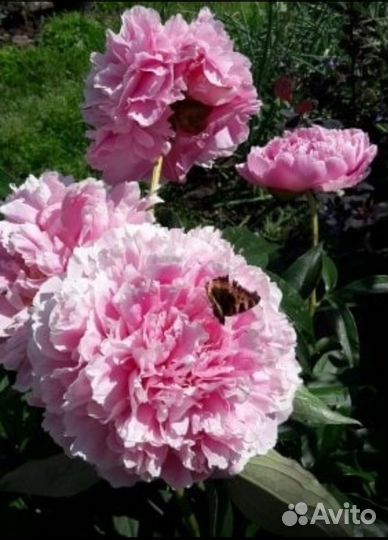 Деленки сортовых пионов