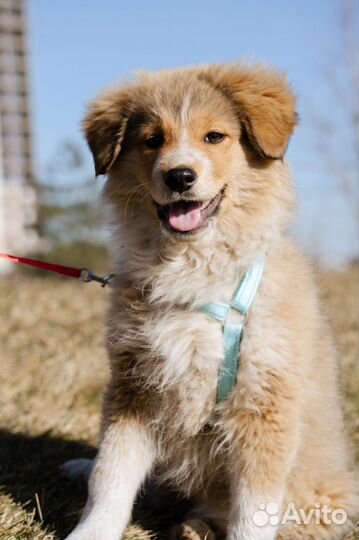 Щенок девочка в добрые руки