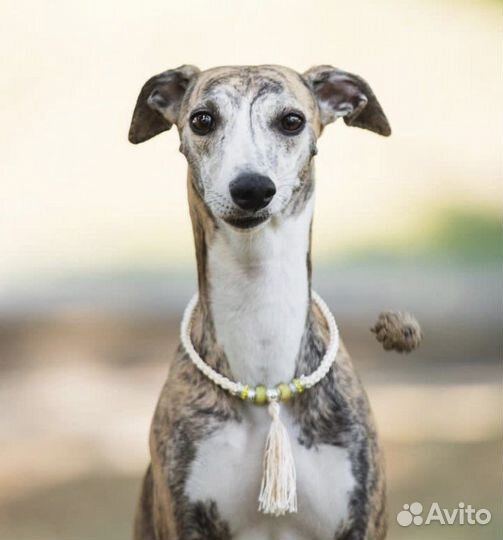 Ошейники водилки ринговки