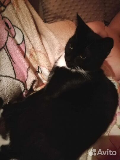 Кошка бесплатно