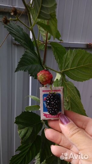 Ежевика Блэк Мэджик