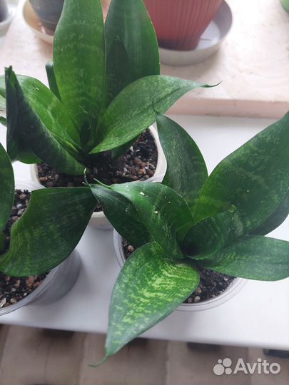 Комнатные цветы