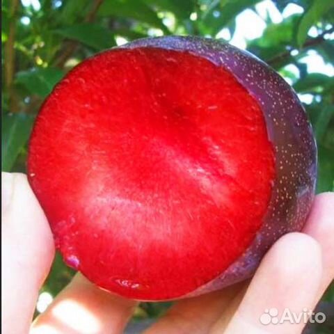 Слива гигант описание сорта фото отзывы