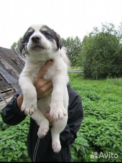 Щенок в добрые руки