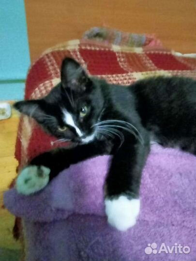 Котенок (кошечка) в дар бесплатно