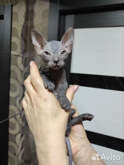 Донской сфинкс