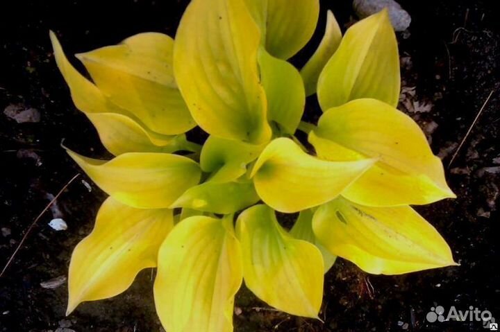 Хоста ромашка буквица доруникум флокс