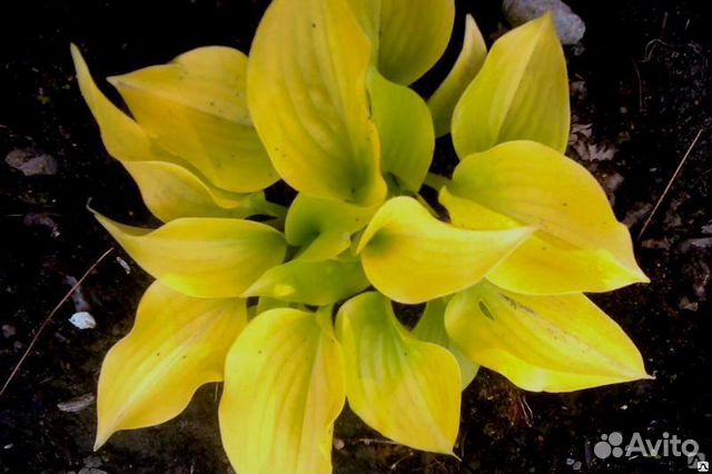 Хоста ромашка буквица доруникум флокс