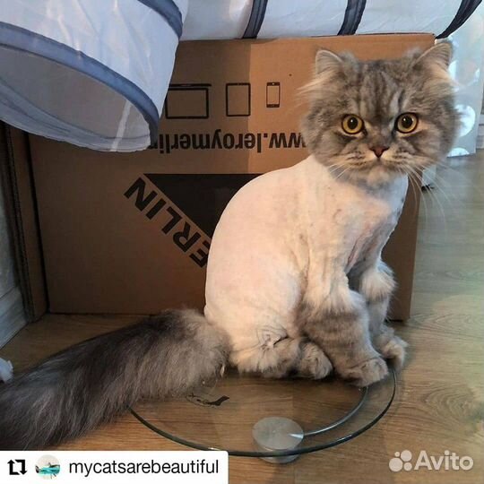 Стрижка кошек и котов без наркоза