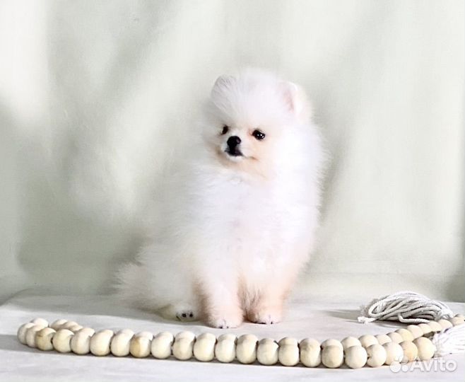 Мальчик шпиц мишка