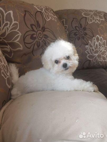 Девочка бишон фризе