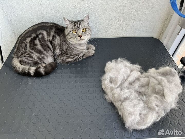 Стрижка вычес собак кошек груминг