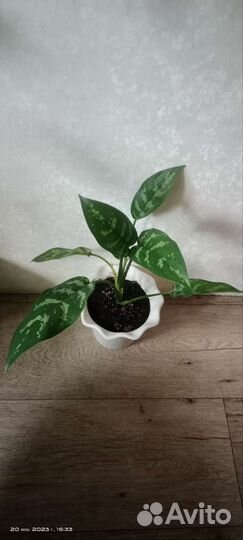 Аглаонема Мария