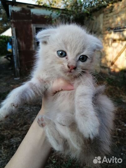 Шотландская вислоухая кошка белая серая