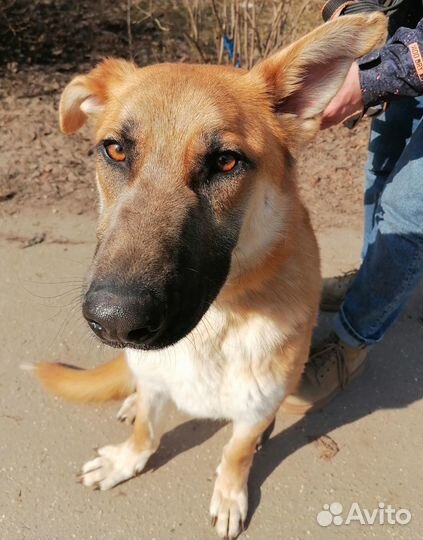 Честер Своих еще не нашел