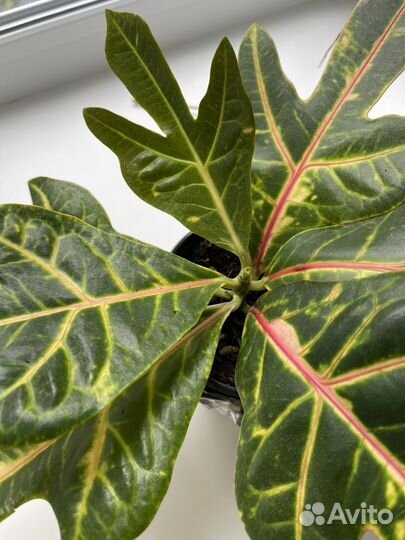 Кодиеум кротон