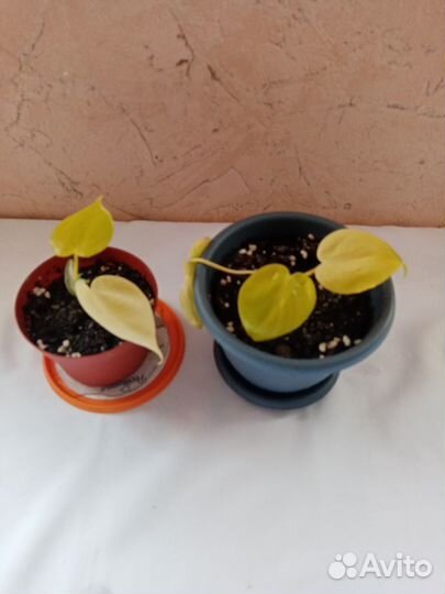 Сциндапсус неон