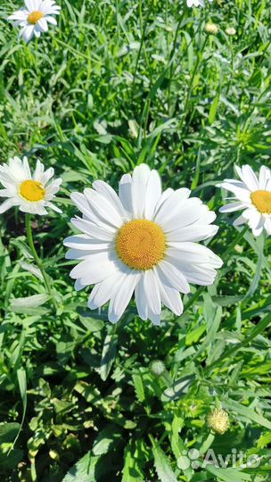 Ромашка. Цветы оптом