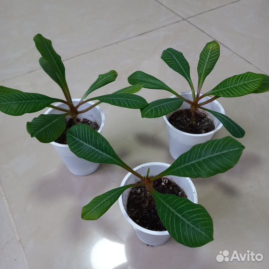 Комнатные растения цветы