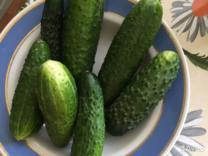 Огурцы