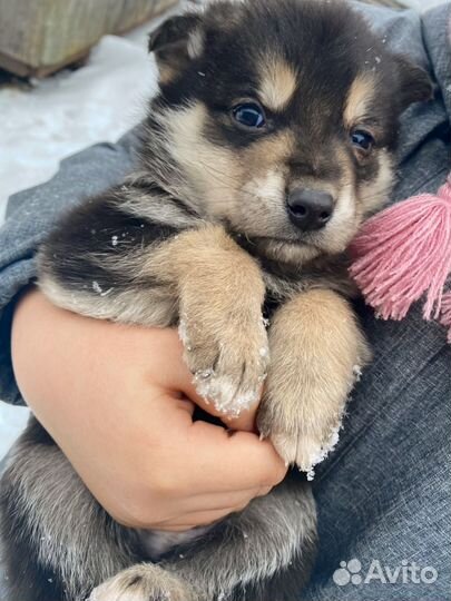 Смесь хаски