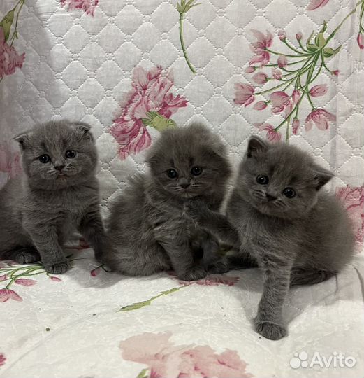 Шотландские котята
