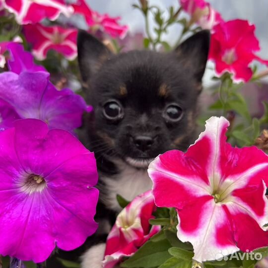 Чихуахуа мальчик
