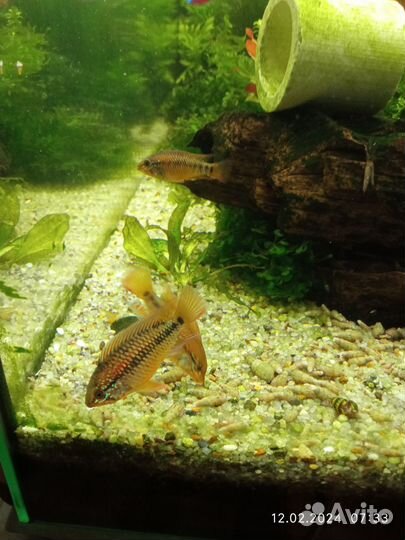 Апистограммы Виджета, ампулярии, корм