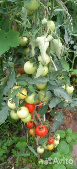 Рассада овощей