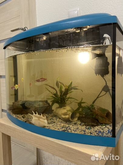 Аквариум с рыбками