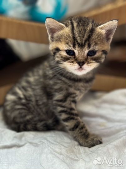 Британские котята