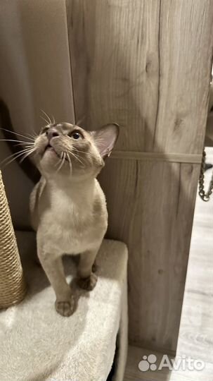 Бурманский котенок