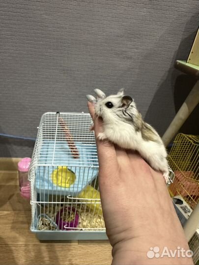 Джунгарский хомяк с клеткой