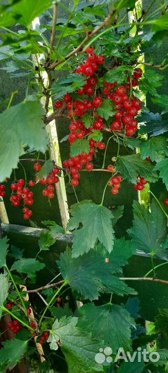Красная смородина