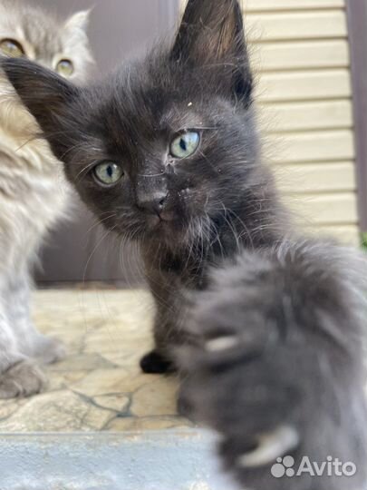 Котята бесплатно в добрые руки
