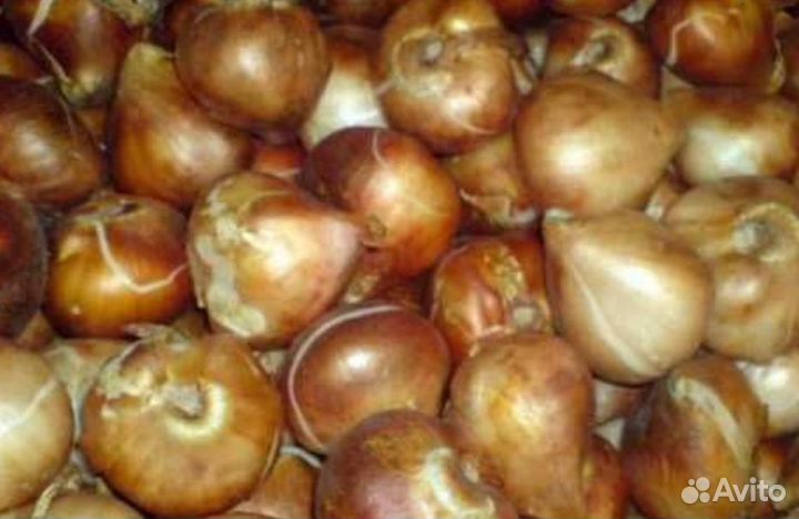 Тюльпаны луковицы