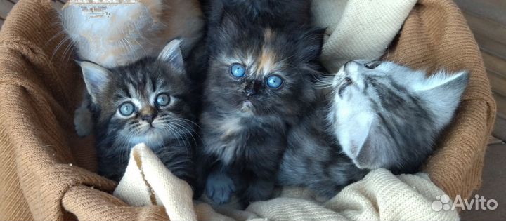 Котята от Персидской кошки