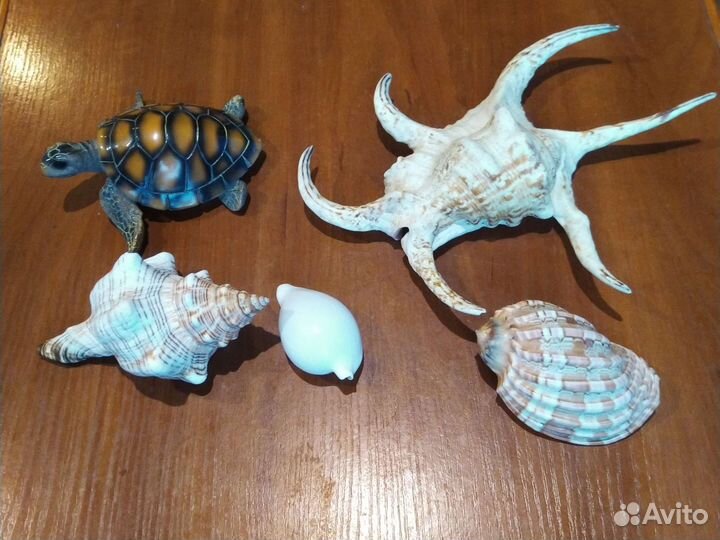 Морские раковины большие