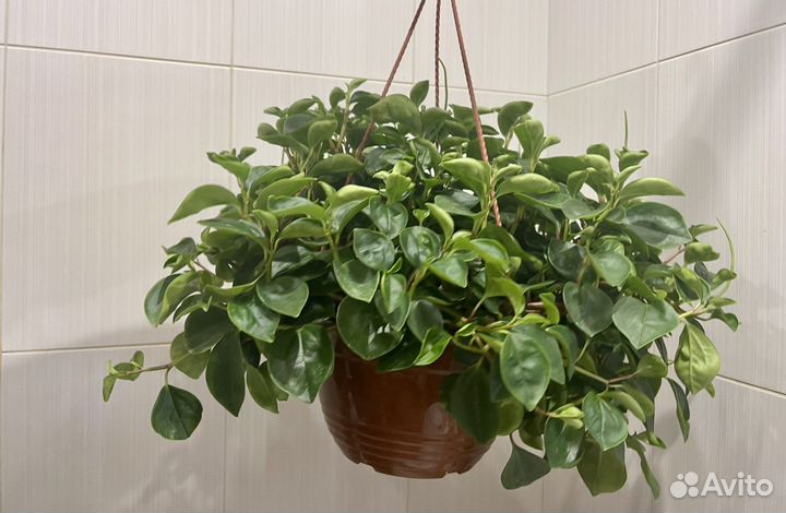 Пеперомия в подвесном кашпо комнатные цветы