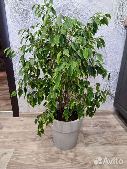 Фикус бенджамина
