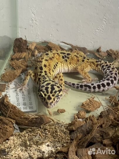 Пятнистый эублефар