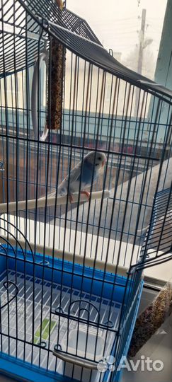 Продам волнистого попугая