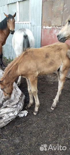 Продам лошадь