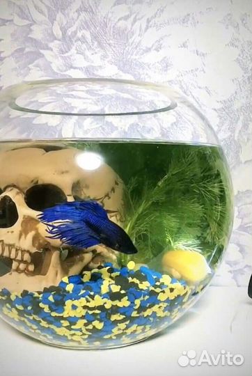 Аквариум с рыбкой Петушок, подарочный