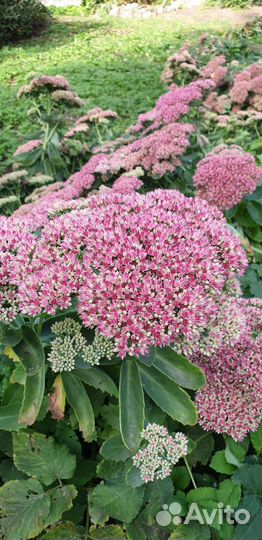 Очиток седум