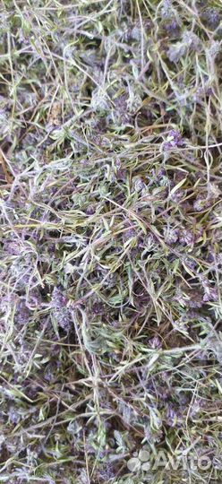 Чабрец сушёный