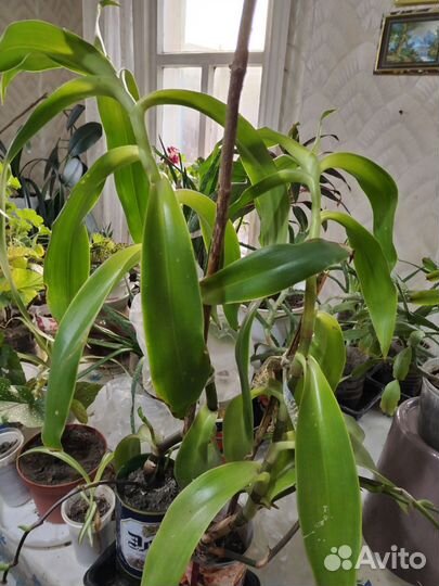 Кактусы, цветы комнатные