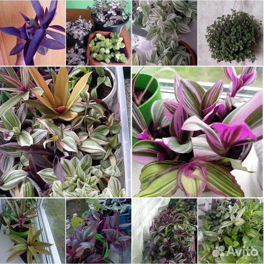 Традесканция 50 сортов